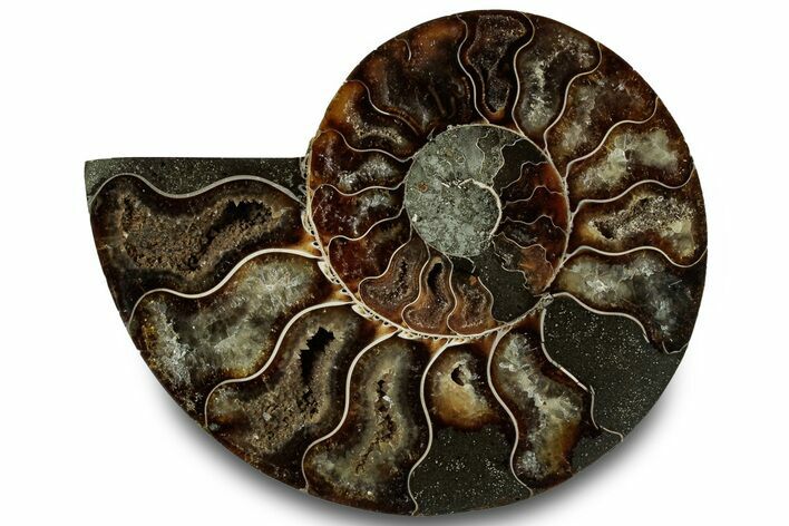 Cut & Polished Ammonite Fossil (Half) - Madagascar #323302